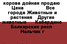 корова дойная продаю › Цена ­ 100 000 - Все города Животные и растения » Другие животные   . Кабардино-Балкарская респ.,Нальчик г.